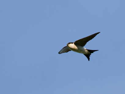 Thumbnail of House Martin